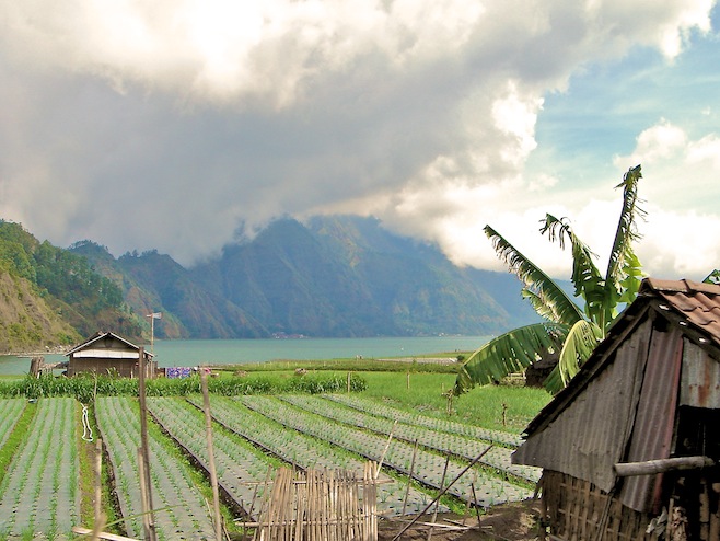 Indo Rice Fields